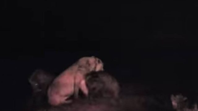 Ύαινες κατασπαράζουν… λιοντάρι – Το έχουν ρίξει κάτω και το τρώνε (Video)
