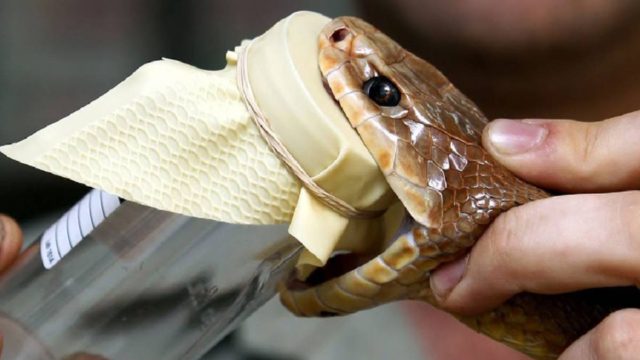 Πως γίνεται το αίμα με μια σταγόνα δηλητήριο φιδιού;