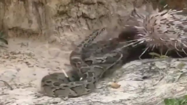 Επική μάχη μεταξύ φιδιού και σκαντζόχοιρου – Ποιος θα βγει knockout; (Video)