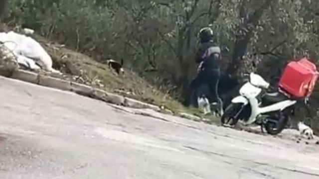 Βίντεο που έχει αγγίξει χιλιάδες χρήστες: Διανομέας ταΐζει αδέσποτα γατάκια κάθε πρωί και βράδυ