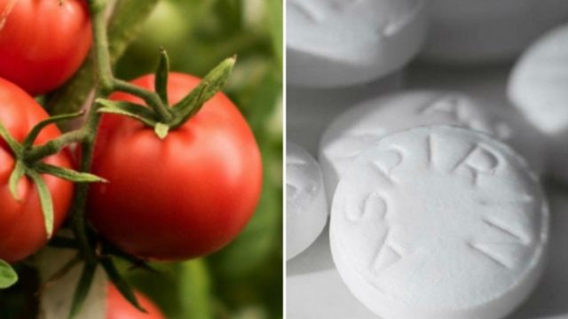 Φύτεψε ασπιρίνες μαζί με τις ντομάτες – Ο λόγος θα σας ενθουσιάσει