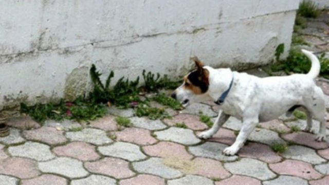 Είδε τον σκύλο της να μυρίζει ένα λουκάνικο στην αυλή. Μόλις όμως το πρόσεξε λίγο καλύτερα, πάγωσε…
