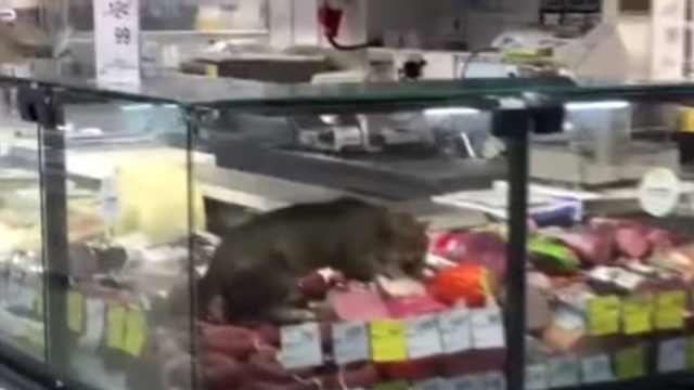 Εικόνα σοκ από σούπερ μάρκετ: Γάτα μπούκαρε στο ψυγείο αλλαντικών και έτρωγε!