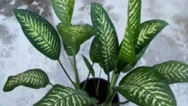 «Ο γιος μου πέθανε από αυτό το καταραμένο φυτό…»