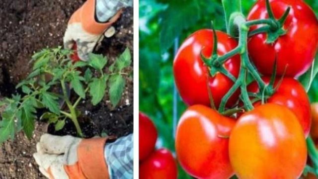 Ρίξτε αυτά τα 8 συστατικά και θα μεγαλώσετε τις πιο γευστικές ντομάτες