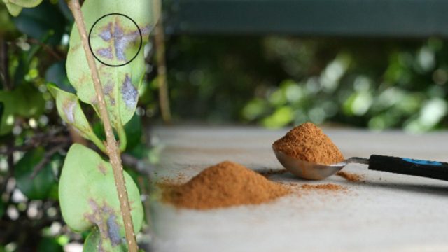 Παίρνει μία χούφτα κανέλα και την ρίχνει στα φυτά της! Ο λόγος; Πανέξυπνος!