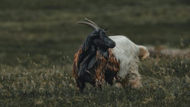 Έξυπνο κολάρο λέει στις κατσίκες πού μπορούν να βοσκήσουν