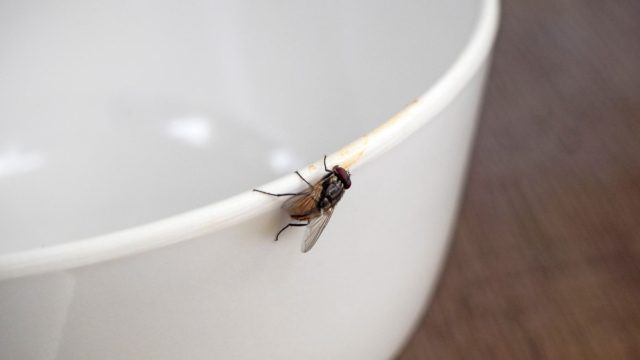 Ο τρόπος για να ξεφορτωθείτε τα μυγάκια που πάνε στα φρούτα – Θα σας λύσει τα χέρια