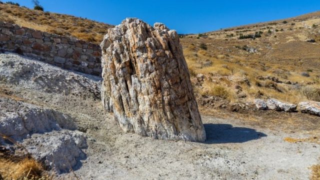Τρομερό!Αυτό το ελληνικό δάσος μετρά 20 εκ. χρόνια ζωής