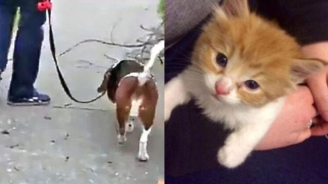 Άντρας βγάζει βόλτα τον σκύλο του όταν ένα μικρό γατάκι…