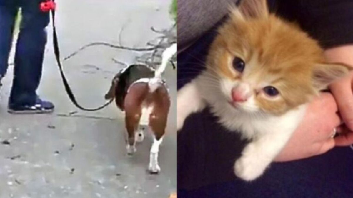 Άντρας βγάζει βόλτα τον σκύλο του όταν ένα μικρό γατάκι…