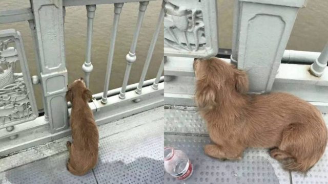 Σκύλος περιμένει στη γέφυρα που αυτοκτόνησε ο κηδεμόνας του για να τον ξαναδεί!