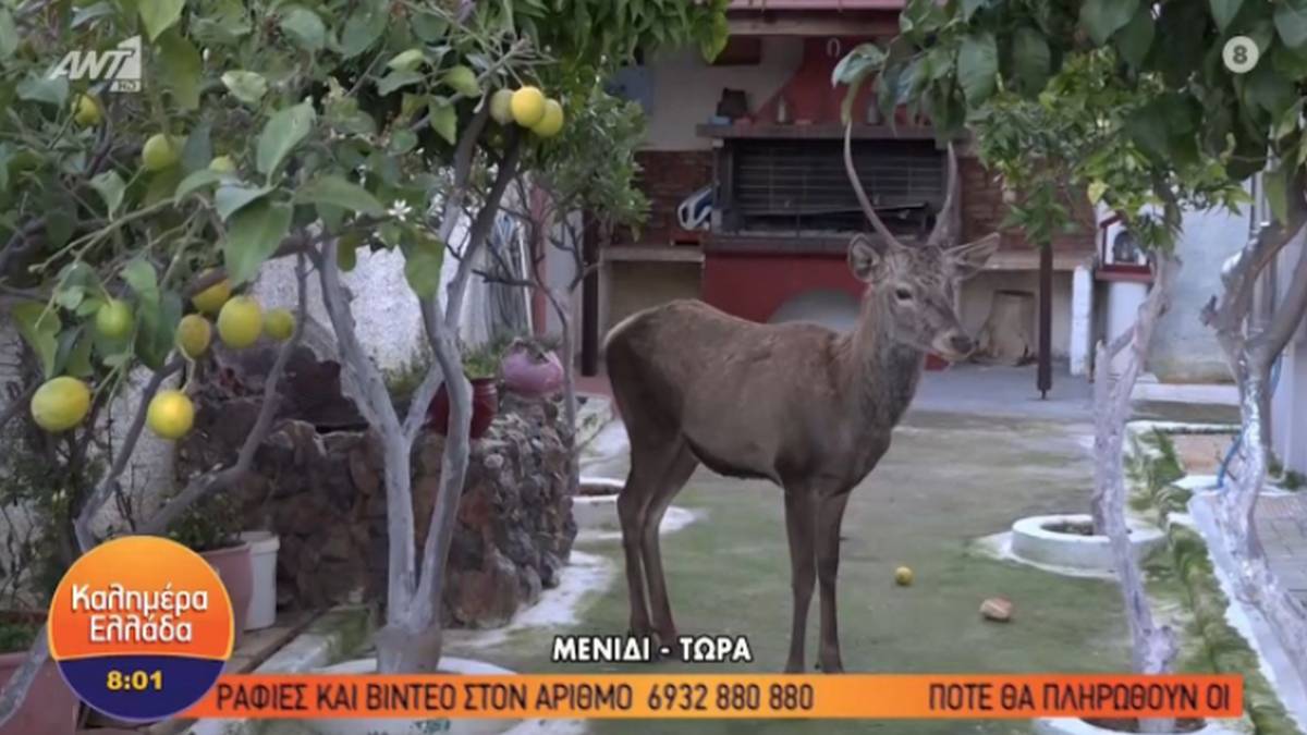 Κάτοικος στο Μενίδι: «Έχω ένα ελάφι στον κήπο μου! Να έρθει κάποιος να το σώσει»