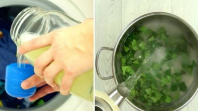 Βράζει τα φύλλα αυτού του φυτού και ρίχνει τον ζωμό στο πλυντήριο – Ο λόγος; Πανέξυπνος!
