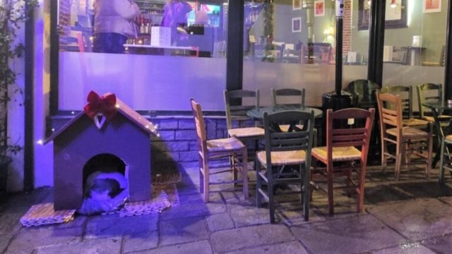 Τελικά υπάρχει ανθρωπιά: Μεζεδοπωλείο στην Καστοριά έβαλε σπιτάκι για μια γιαγιούλα σκυλίτσα