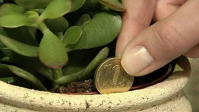 Βάλτε αυτό το φυτό σπίτι σας και θα δείτε τα χρήματα σας να αυξάνονται…
