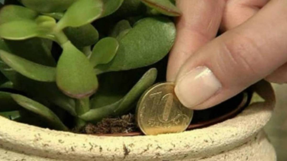 Βάλτε αυτό το φυτό σπίτι σας και θα δείτε τα χρήματα σας να αυξάνονται…