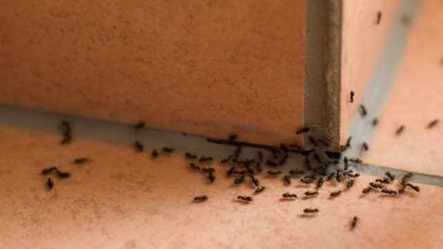 Σας έχουμε τη λύση: 3+1 φυσικοί τρόποι για να διώξετε τα μυρμήγκια από το σπίτι