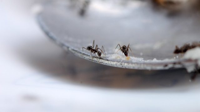 Το μυστικό για να εξαφανίσετε τα μυρμήγκια από τον πάγκο της κουζίνας