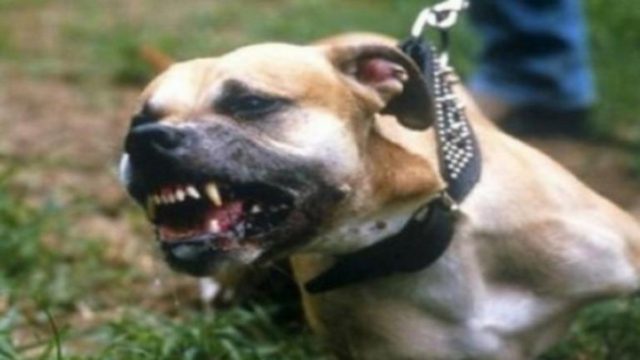 Φρίκη με άγρια επίθεση πίτμπουλ: Νεκρή 35χρονη μητέρα που της ξερίζωσε τα χέρια – Προσπαθούσε να σώσει τον γιο της