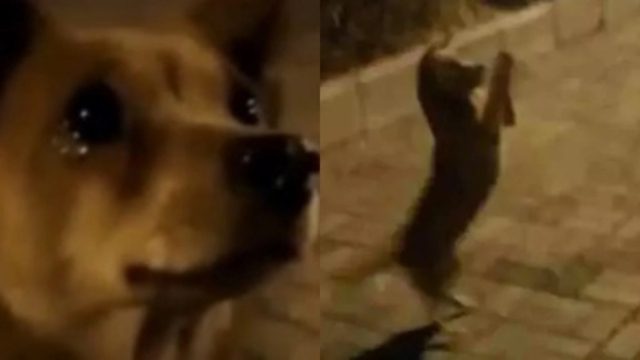 Συγκινητικό: Αδέσποτος σκύλος έκλαιγε από χαρά, όταν… (Βίντεο)