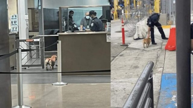 Ο απίστευτος λόγος που αυτός ο αδέσποτος σκύλος έγινε viral –  Διέσχισε τα σύνορα ΗΠΑ – Μεξικού χωρίς…