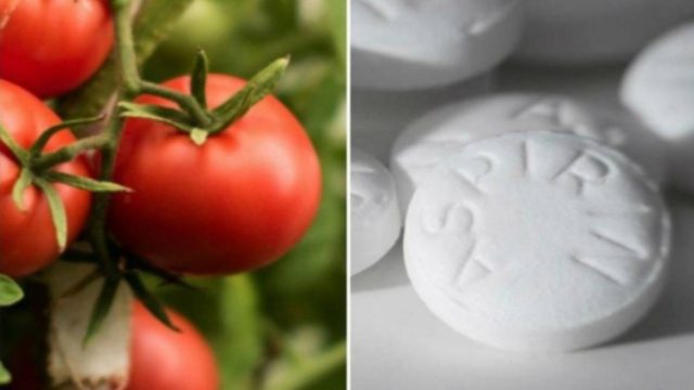 Φύτεψε ασπιρίνες μαζί με τις ντομάτες – Μόλις μάθετε το λόγο θα τρέξετε να το κάνετε και εσείς