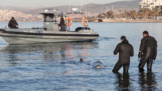 Φάλαινα στον Άλιμο: Ολονύχτια προσπάθεια να σωθεί ο «Σωτήρης» – Τον μετέφεραν στ’ ανοιχτά