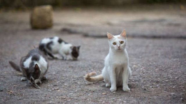Κτηνωδία στην Σίκινο: Δηλητηρίασαν δεκάδες γάτες – Βρέθηκαν πτώματα, ενώ αγνοούνται οι περισσότερες