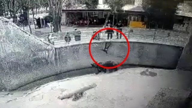 Σοκαριστικό βίντεο: Μητέρα πέταξε το παιδί της μέσα στο κλουβί της αρκούδας