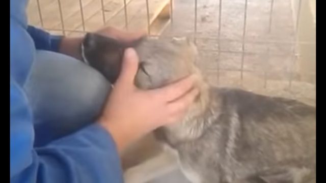 Αυτός ο σκύλος κλαίει κάθε φορά που τον αγγίζει κάποιος – Μέχρι που γνώρισε αυτή τη γυναίκα (Βίντεο)