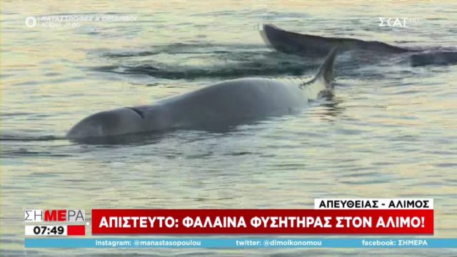 Απίστευτο – Το είδαμε κι αυτό: Φάλαινα φυσητήρας στα ρηχά του Αλίμου! (Video)