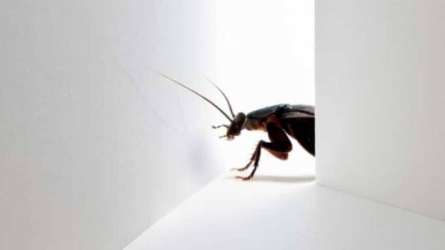 7 τρόποι για να εξαφανίσετε τις κατσαρίδες από το σπίτι!