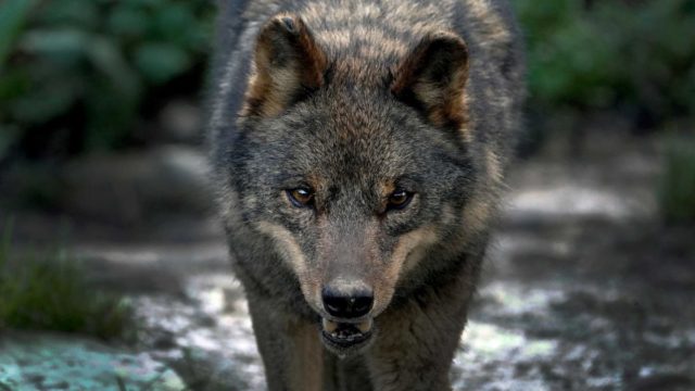 Διαχειριστής Μπάφι για λύκους: “Τους βλέπω συχνά τους τελευταίους 4 μήνες” (βίντεο ντοκουμέντο)