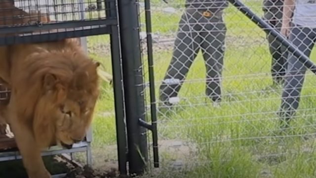 Θα κλάψετε από συγκίνηση: Αυτά τα λιοντάρια ήταν αιχμάλωτα για 8 χρόνια – Η συγκλονιστική αντίδρασή τους όταν πάτησαν για πρώτη φορά το γρασίδι