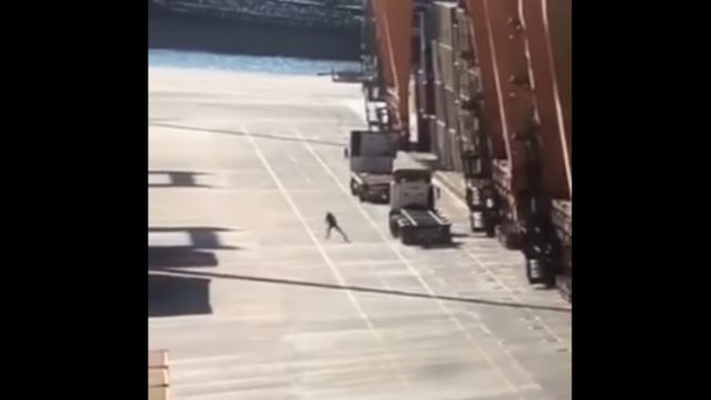 Συναγερμός στον Πειραιά: Σοκαριστικό βίντεο με εργάτη στο λιμάνι, που γλίτωσε από πτώση κοντέινερ
