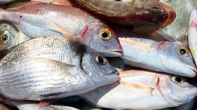Θες κάτι υγιεινό; Αυτά είναι τα καλύτερα ψάρια που μπορείς να φάς