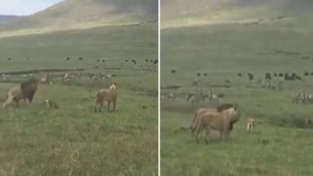 Αδιανόητο! Μάγκας σκύλος ορμά και “τα βάζει” με κοπάδι λιονταριών (video)