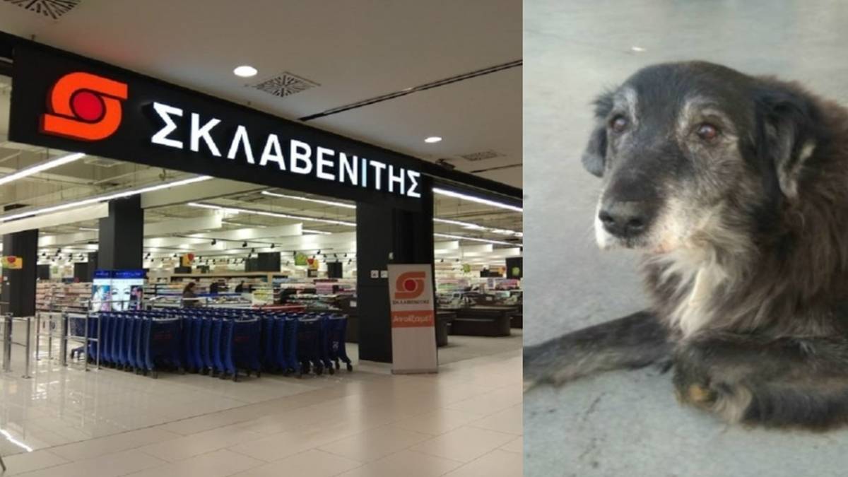 Γέρικος σκύλος κυκλοφορούσε έξω από τον Σκλαβενίτη – Όταν δείτε τι έκανε το προσωπικό θα συγκινηθείτε