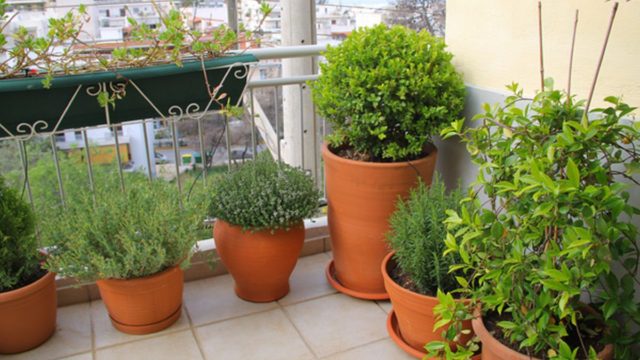 Το τέλειο σπιτικό λίπασμα για να φυτέψετε φυτά στη βεράντα