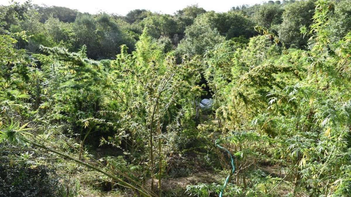 Καλλιεργούσε δέντρο κάνναβης στη Φλώρινα – Τον «τσάκωσαν» οι αστυνομικοί στην οικία του