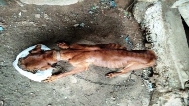 Θλιβερή εικόνα στην Κρήτη: Σκύλος βρέθηκε σκελετωμένος και αλυσοδεμένος (photos)