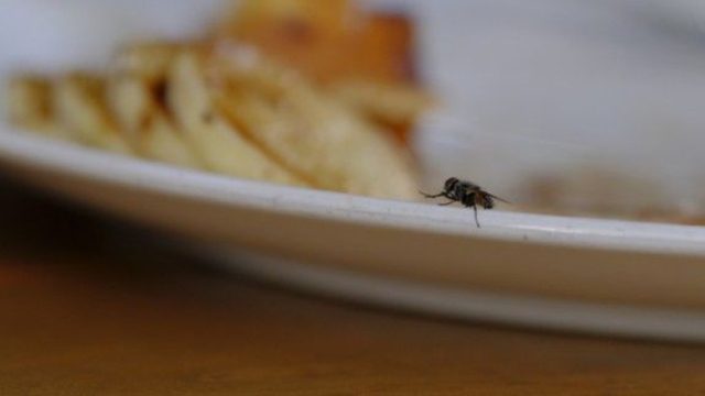 Αυτή είναι η σπιτική συνταγή για να εξαφανίστε τις μύγες από το σπίτι