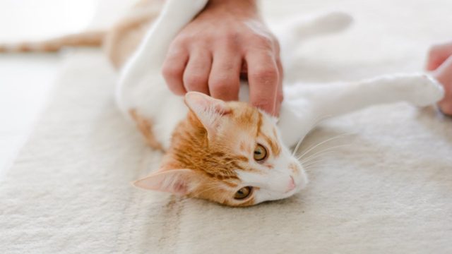 6 + 1 οφέλη της υγείας των ανθρώπων που ζουν με γάτες