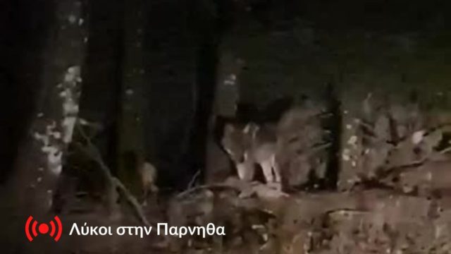 Βίντεο – ντοκουμέντο: Τρόμος στην Πάρνηθα με λύκους δίπλα από το πάρκινγκ του τελεφερίκ