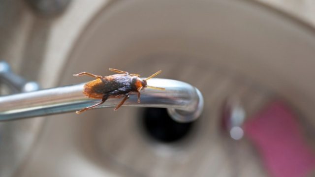 Ζέστη και υγρασία φέρνουν τις κατσαρίδες στο σπίτι – Το κόλπο με τον καφέ για να τις διώξετε!
