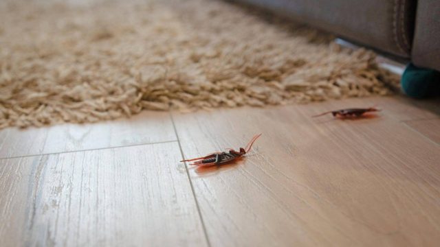 Αντίο… κατσαρίδες! Με αυτά τα δύο συστατικά που έχετε όλοι στο σπίτι σας!
