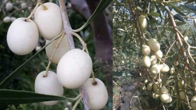 Αυτές είναι οι σπάνιες ελιές που έχουν καταγωγή από την αρχαιότητα