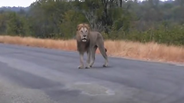 Σπαρακτικό βίντεο: Λιοντάρι κλαίει στον δρόμο από μοναξιά