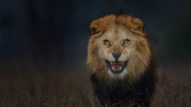 8χρονο αγοράκι πάλεψε μ’ ένα λιοντάρι: Λίγα λεπτά μετά το… θαύμα είχε γίνει!